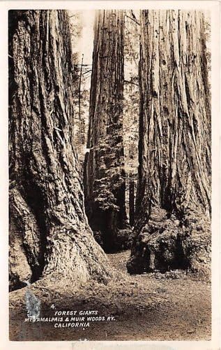 Amalpais Dağı, Kaliforniya Kartpostalı